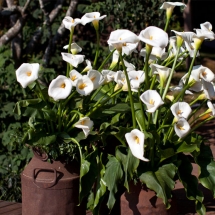 Jardín